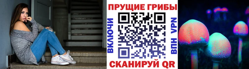 Галлюциногенные грибы Psilocybe  сайты даркнета клад  Майкоп  как найти закладки 